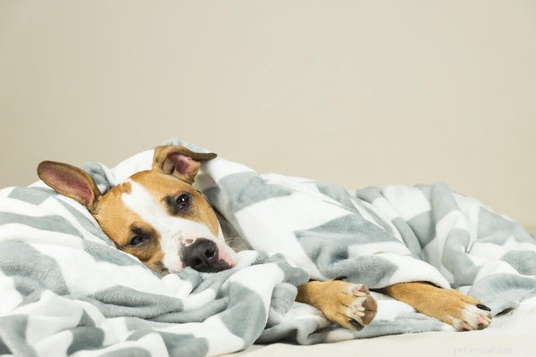 How to Detect Kennel Cough in Dogs: Key Symptoms, Causes, and What to Do