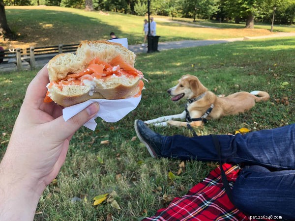 Can Dogs Safely Eat Cream Cheese? Nutrition & Safety Tips