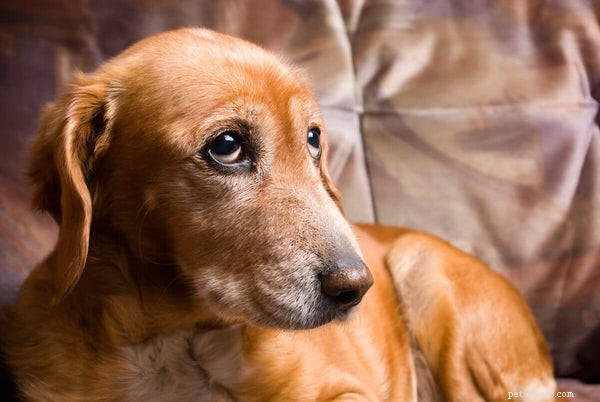 Effective Pain Relief for Dogs: Safe Medications & Holistic Solutions
