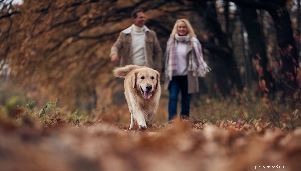 Effective Pain Relief for Dogs: Safe Medications & Holistic Solutions