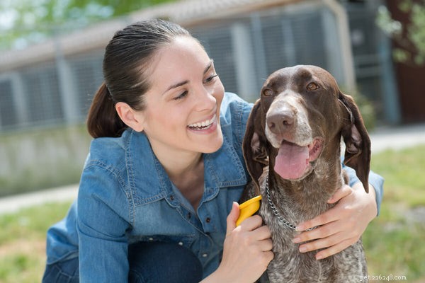 Identifying, Treating, and Preventing Canine Dementia: A Comprehensive Guide