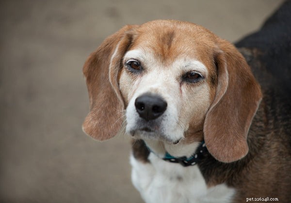 Identifying, Treating, and Preventing Canine Dementia: A Comprehensive Guide
