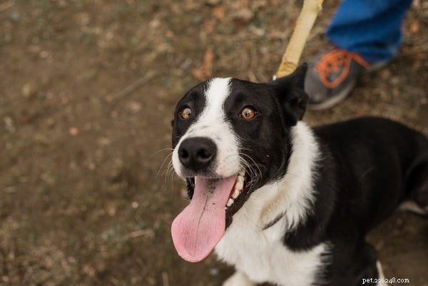 Understanding Dog Zoomies: The Science Behind Your Pet’s Energetic Bursts