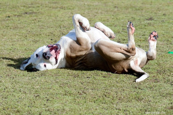 Understanding Dog Zoomies: The Science Behind Your Pet’s Energetic Bursts