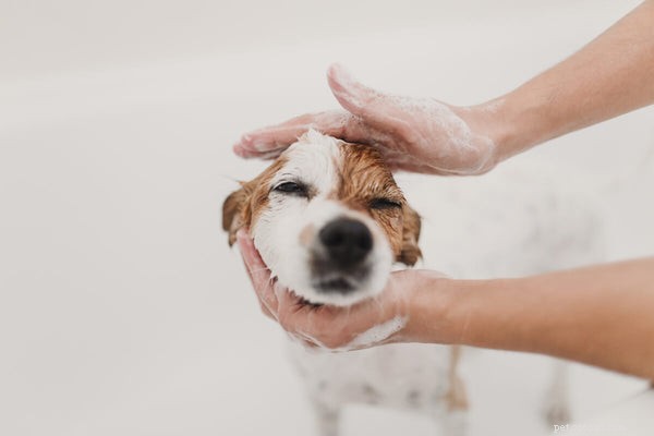 Effective Dog Allergy Treatments: Safe Remedies Your Pet Will Love