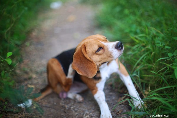 Effective Dog Allergy Treatments: Safe Remedies Your Pet Will Love