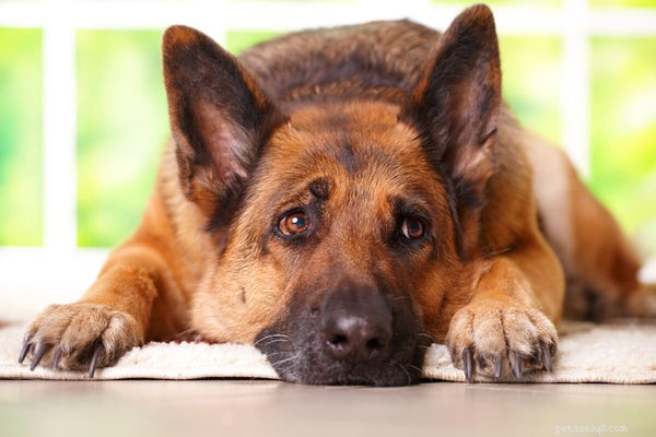 Nourishing Your Dog with IBS: Effective Diets for Digestive Health