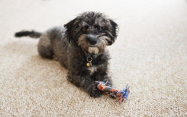 Resource Guarding in Dogs: Signs, Causes & Proven Solutions