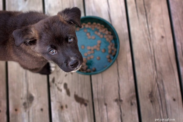 Resource Guarding in Dogs: Signs, Causes & Proven Solutions
