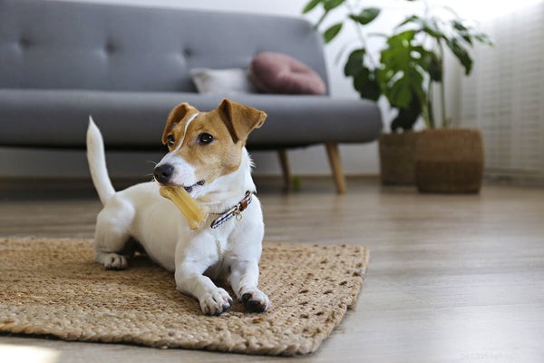 Resource Guarding in Dogs: Signs, Causes & Proven Solutions