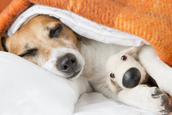 Comprehensive Guide to Treating Kennel Cough in Dogs: Trusted Strategies for Pet Parents
