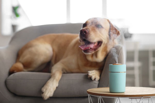 Comprehensive Guide to Treating Kennel Cough in Dogs: Trusted Strategies for Pet Parents