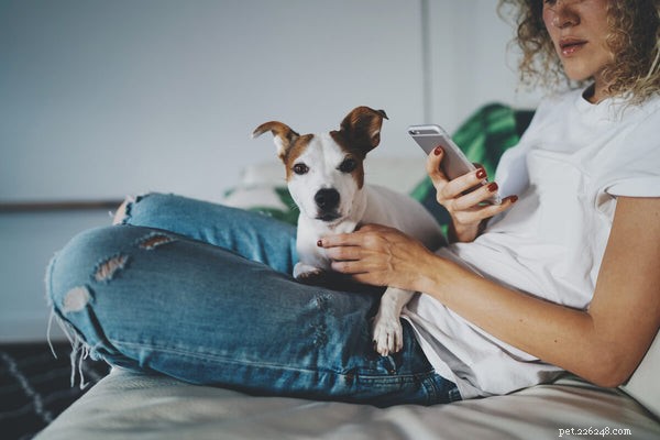 Comprehensive Guide to Treating Kennel Cough in Dogs: Trusted Strategies for Pet Parents