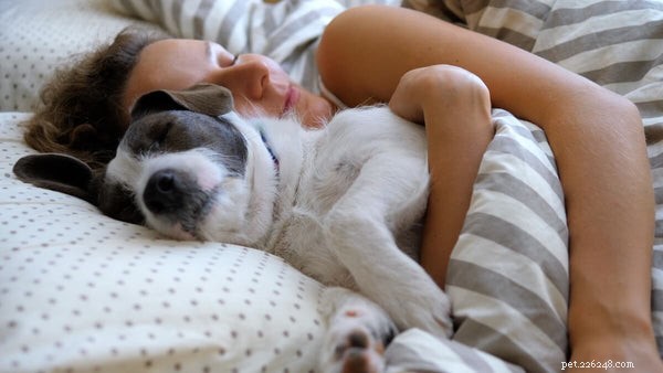 Comprehensive Guide to Treating Kennel Cough in Dogs: Trusted Strategies for Pet Parents