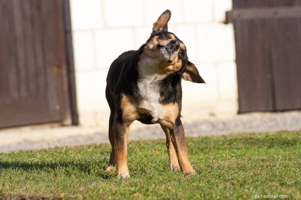 Expert Guide: Spotting, Treating, and Preventing Dog Ear Infections
