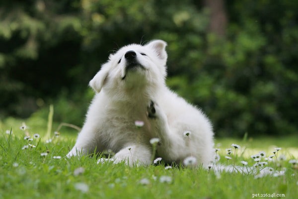 Top Dog Allergies: Quick Relief Tips for Your Pet’s Comfort