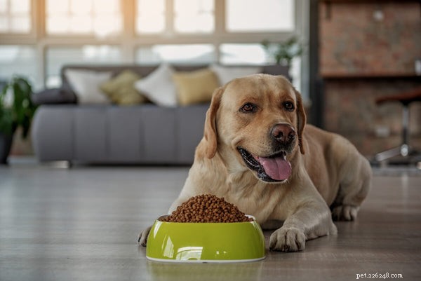 Top Dog Allergies: Quick Relief Tips for Your Pet’s Comfort