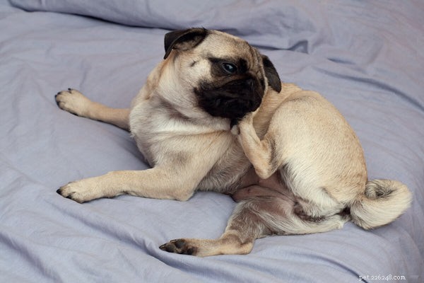 Top Dog Allergies: Quick Relief Tips for Your Pet’s Comfort