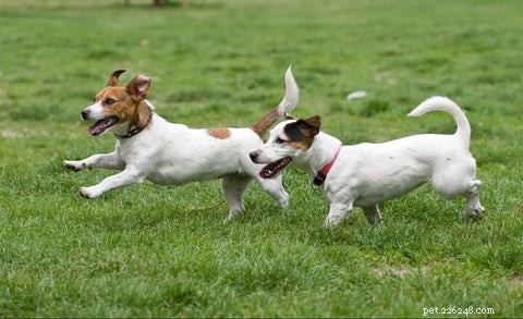 Expert Tips to Keep Your Dog Calm and Social During the Holiday Season