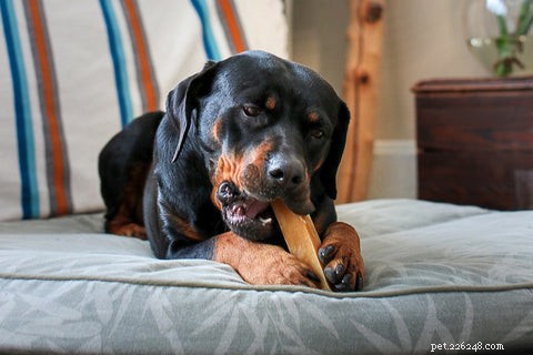 Expert Tips to Keep Your Dog Calm and Social During the Holiday Season
