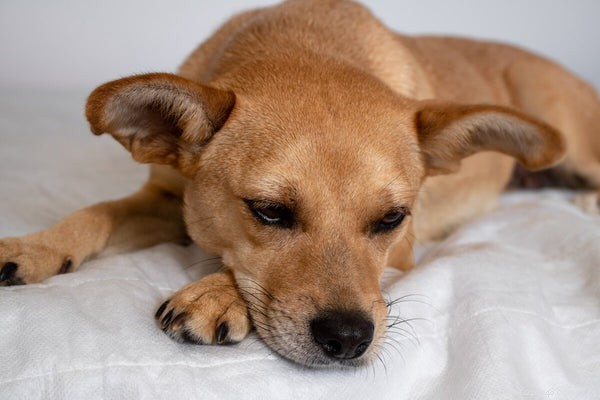 When Is Dog Vomiting Normal or a Red Flag? Expert Guidance for Pet Owners