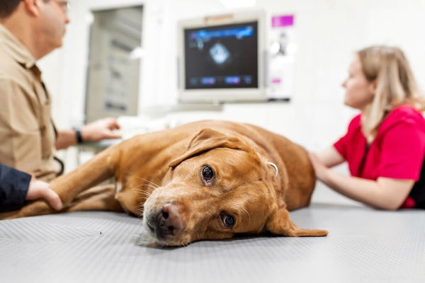 When Is Dog Vomiting Normal or a Red Flag? Expert Guidance for Pet Owners