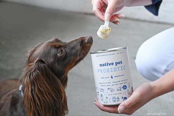 Understanding and Preventing Coprophagia: Why Dogs Eat Feces and How to Stop It