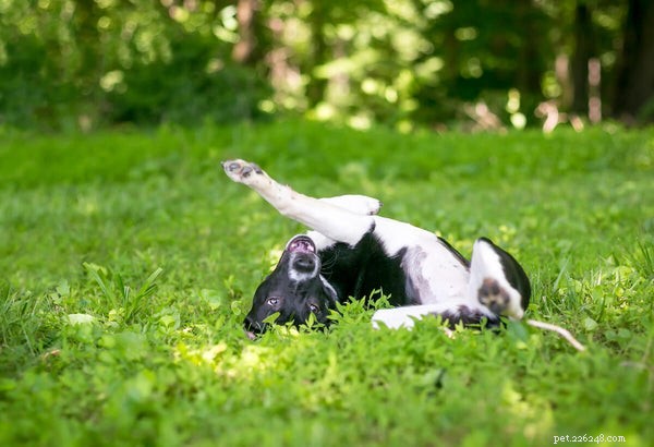 Understanding and Preventing Coprophagia: Why Dogs Eat Feces and How to Stop It