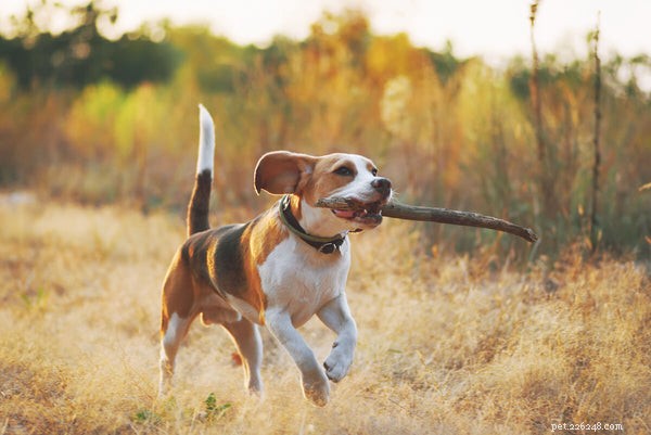 Beagle Lifespan Guide: How Long They Live & Tips for Optimal Health