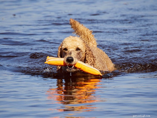 5 Poodle Types Explained: What to Expect From Each