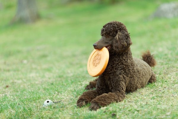 5 Poodle Types Explained: What to Expect From Each