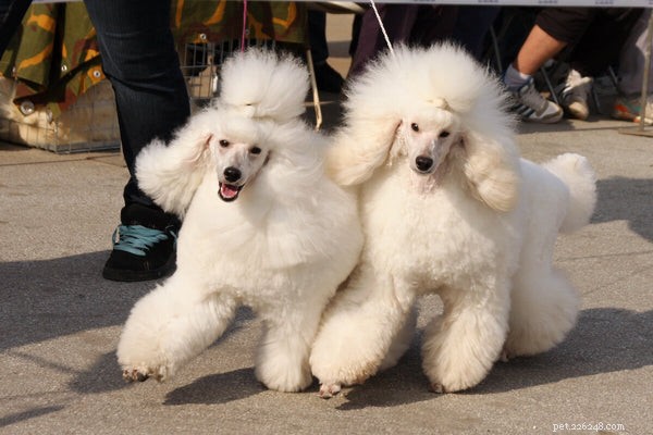 5 Poodle Types Explained: What to Expect From Each