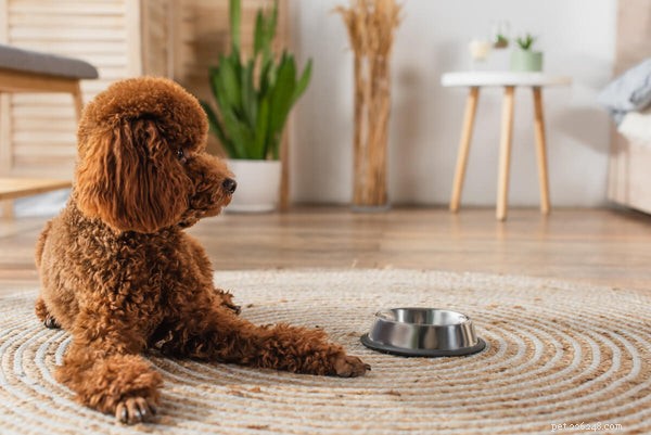5 Poodle Types Explained: What to Expect From Each