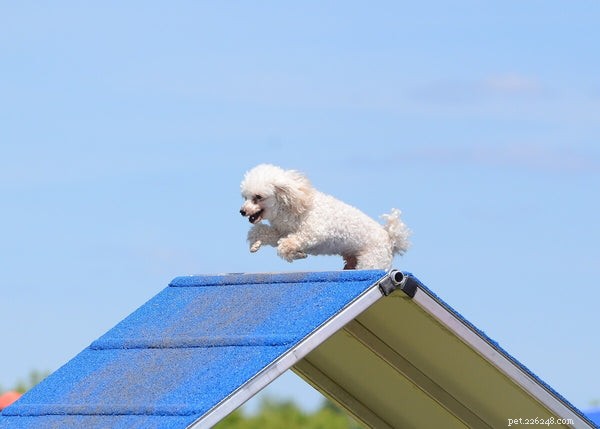 5 Poodle Types Explained: What to Expect From Each
