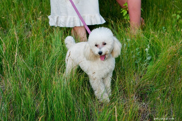 5 Poodle Types Explained: What to Expect From Each