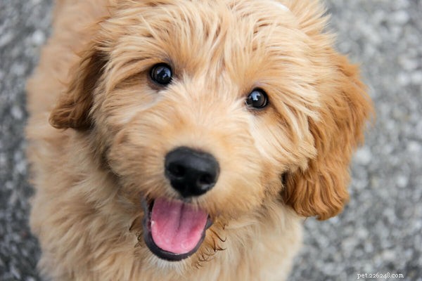 5 Poodle Types Explained: What to Expect From Each