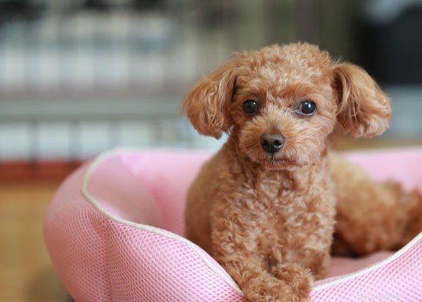 5 Poodle Types Explained: What to Expect From Each