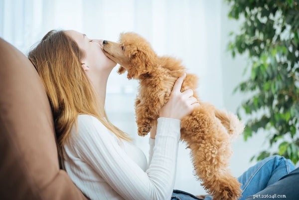 5 Poodle Types Explained: What to Expect From Each