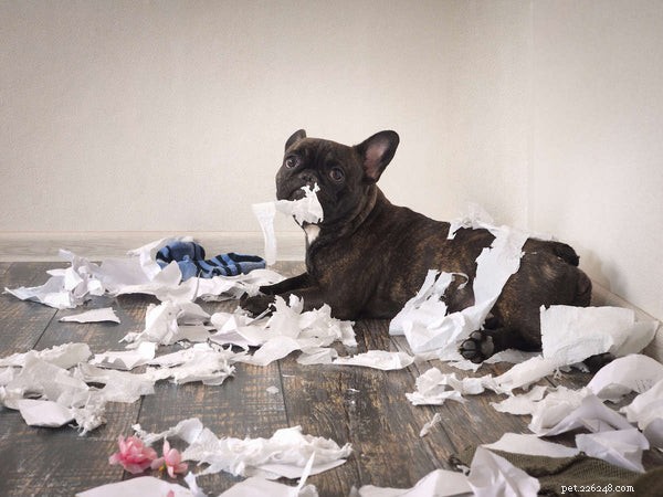 6 Expert Strategies to Alleviate Dog Separation Anxiety