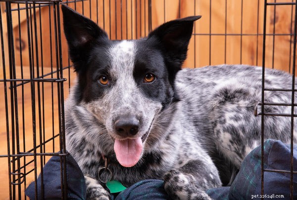 6 Expert Strategies to Alleviate Dog Separation Anxiety