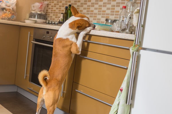 Foods Dogs Must Avoid: Protect Your Pet from Harmful Foods
