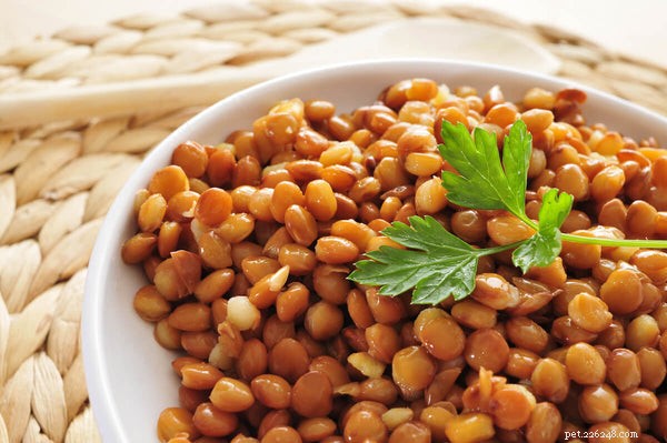 Foods Dogs Must Avoid: Protect Your Pet from Harmful Foods