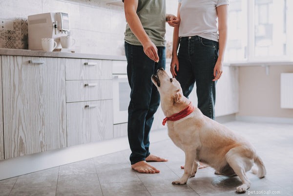 Foods Dogs Must Avoid: Protect Your Pet from Harmful Foods