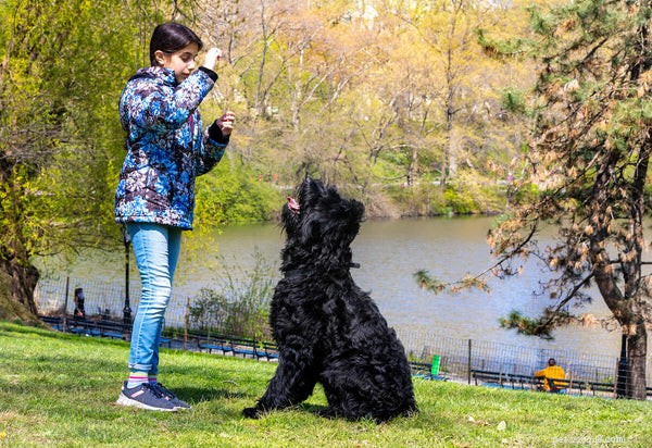 Rottweilers Aren’t Hypoallergenic: A Guide for Allergy Sufferers