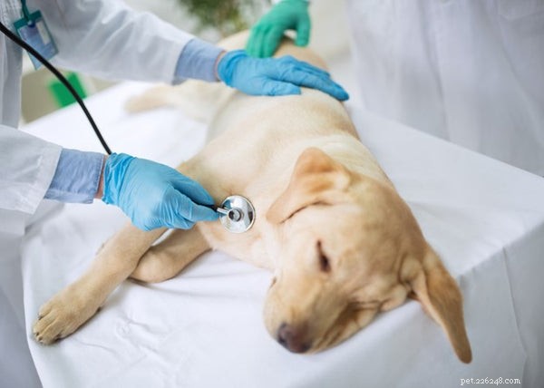 5 Common Puppy Illnesses and How to Protect Your New Best Friend