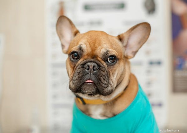 5 Common Puppy Illnesses and How to Protect Your New Best Friend