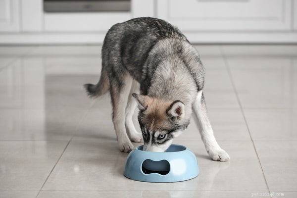 Husky Longevity & Health: Life Expectancy, Common Concerns, and Care Guide