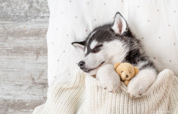 Husky Longevity & Health: Life Expectancy, Common Concerns, and Care Guide