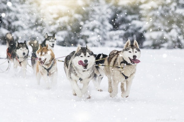 Husky Longevity & Health: Life Expectancy, Common Concerns, and Care Guide