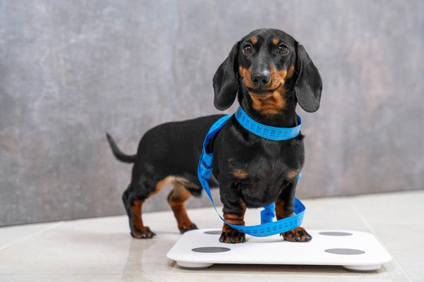 Ideal Dachshund Weight & Proven Tips for Maintaining a Healthy Dog